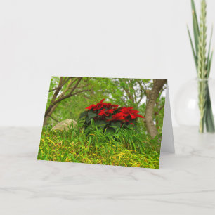 Red Poinsettia - Personalizable Feiertagskarte