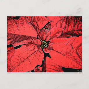 Red Poinsettia Postkarte