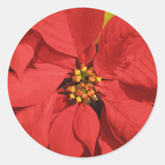 Red Poinsettia Runder Aufkleber