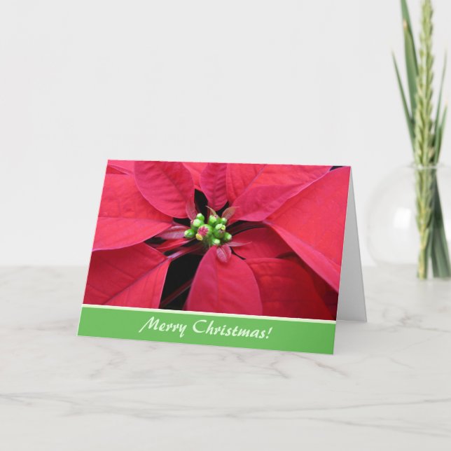 Red Poinsettia Weihnachtskarte Feiertagskarte (Vorderseite)