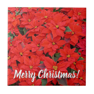 Red Poinsettias I Christmas Holiday Floral Foto Fliese