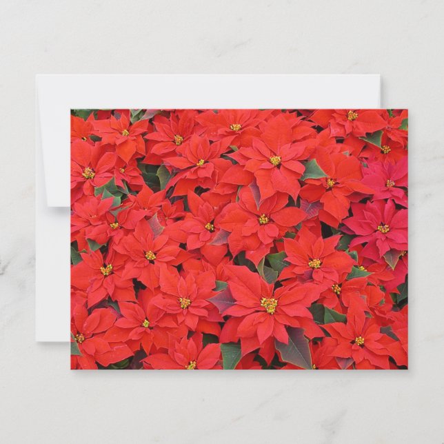 Red Poinsettias I Christmas Holiday Floral Foto Karte (Vorderseite)
