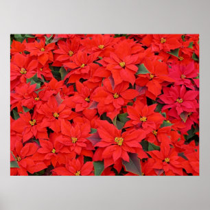 Red Poinsettias I Christmas Holiday Floral Foto Poster