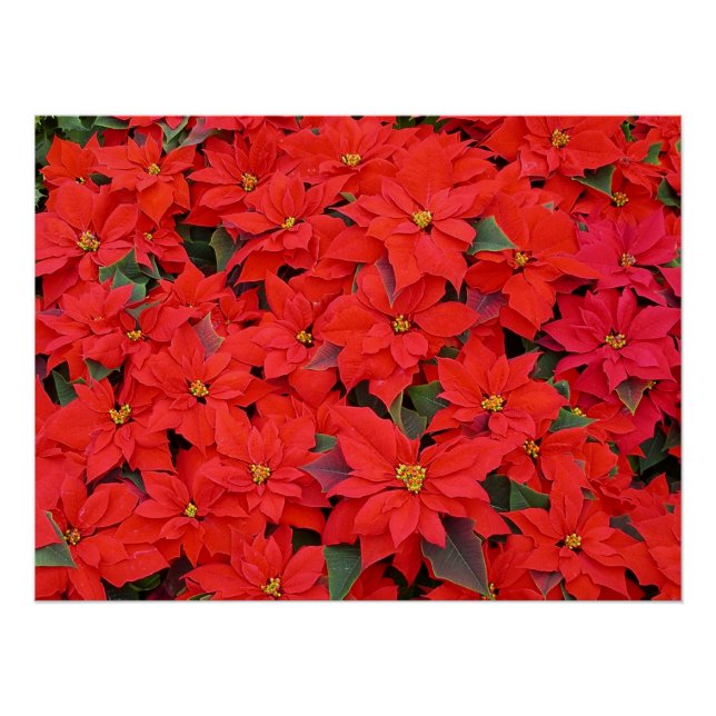 Red Poinsettias I Christmas Holiday Floral Foto Poster (Vorderseite)