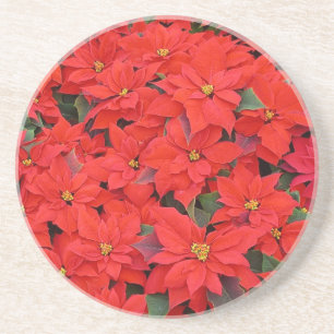 Red Poinsettias I Christmas Holiday Floral Foto Sandstein Untersetzer