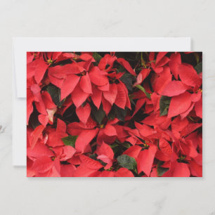 Red Poinsettias II Weihnachtsfeiertage Feiertagskarte