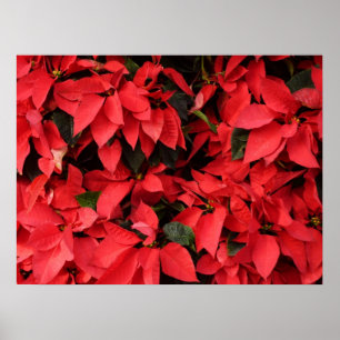 Red Poinsettias II Weihnachtsfeiertage Poster