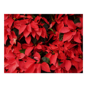 Red Poinsettias II Weihnachtsfeiertage Poster