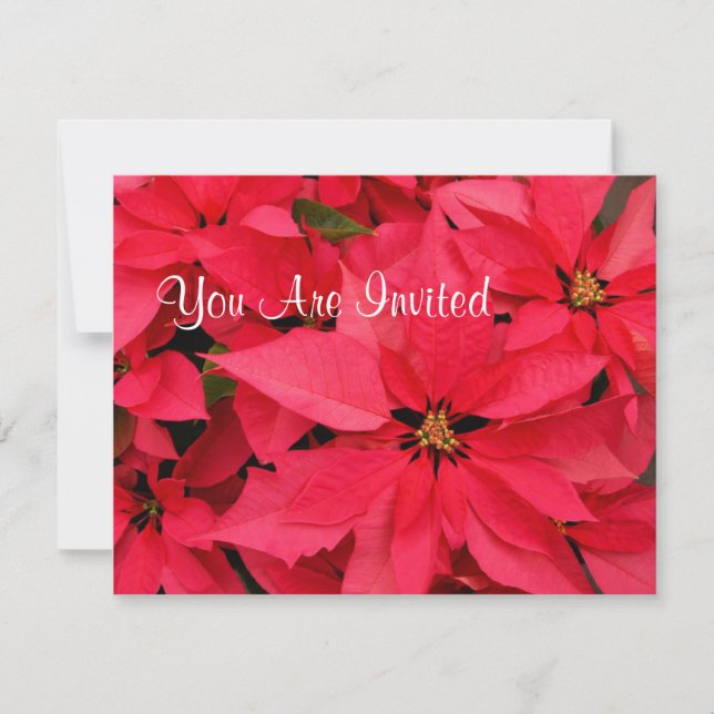 Red Poinsettias Weihnachtsaufenthalt Einladungen (Vorderseite)