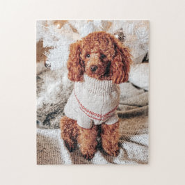 Red Poodle in einem Pullover unter einem Weihnacht