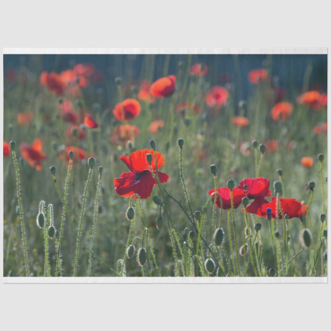 Red Poppe Field Decoupage Seidenpapier (Vorderseite)