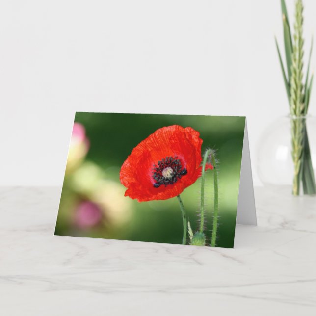 Red Poppe Samenkarte Karte (Vorderseite)