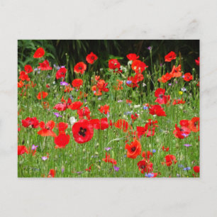 Red Poppies Field DIY Postkarte
