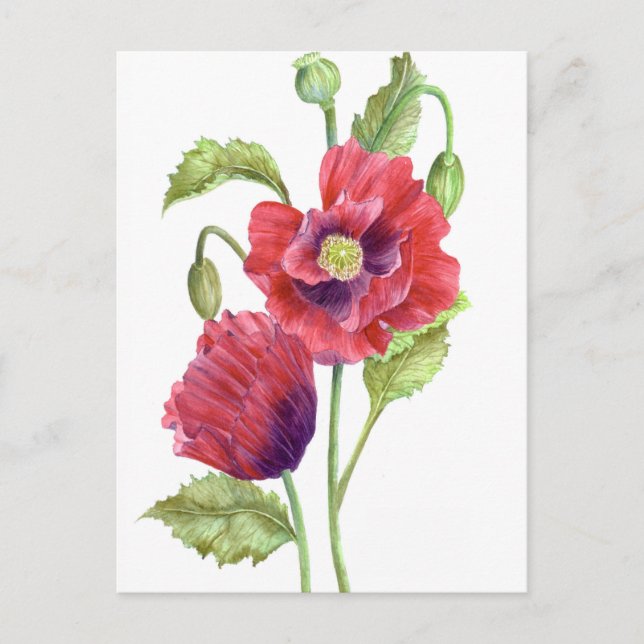 Red Poppies floral Art Postkarte (Vorderseite)