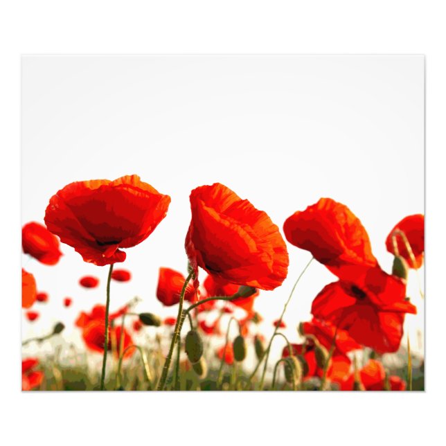 Red Poppies Fotodruck (Vorne)