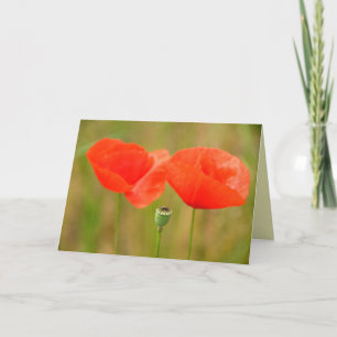 Red Poppies in Hungary Greetingcard Karte