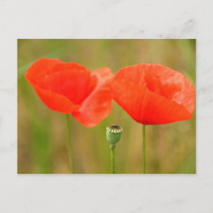 Red Poppies Postkarte