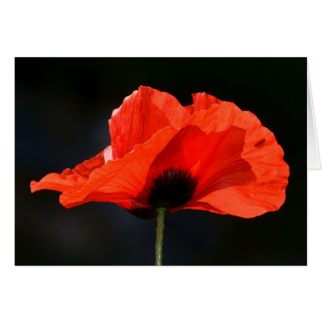Red Poppy (Devant horizontal)