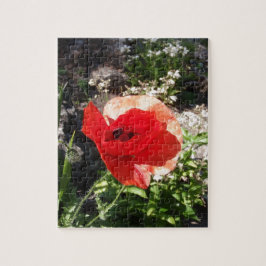 Red Poppy
