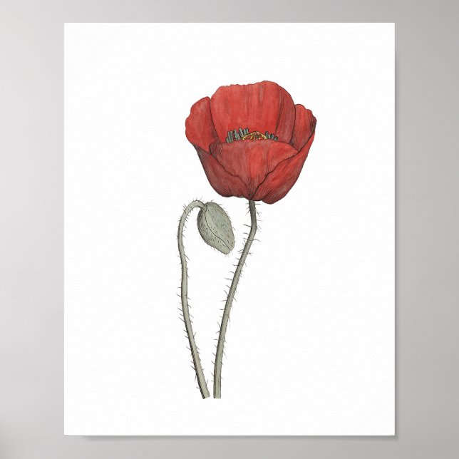 Red Poppy Blume Botany Poster (Vorne)