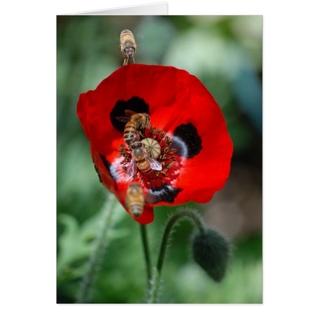 Red Poppy Blume - Invasion der Bienen (Vorne)