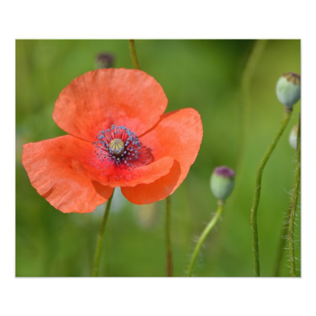 Red Poppy Fotodruck (Vorne)