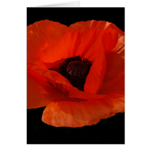 Red Poppy Macro