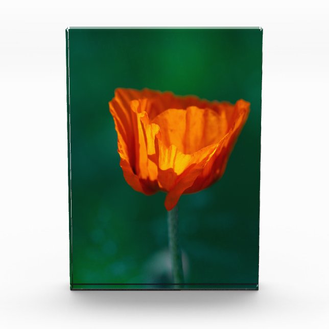 Red Poppy Macro Photography Poster Fotoblock (Vorderseite)