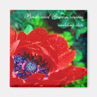 Red Poppy