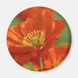 Red Poppy Magnet