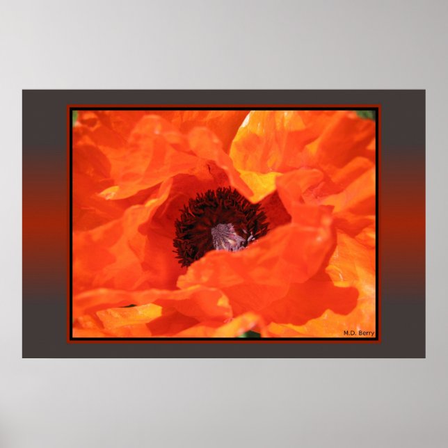 Red Poppy Poster (Vorne)