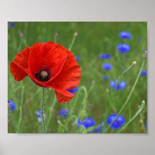 Red Poppy Poster (Vorne)