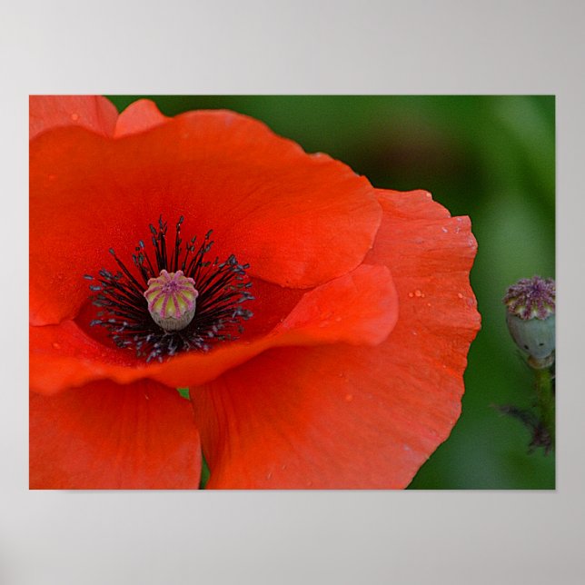Red Poppy Poster (Vorne)