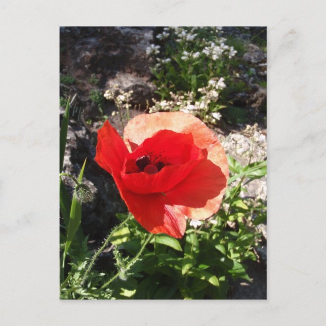 Red Poppy Postkarte (Vorderseite)