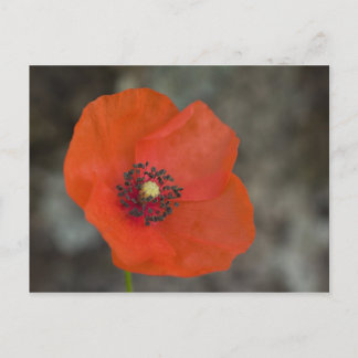 Red Poppy Postkarte