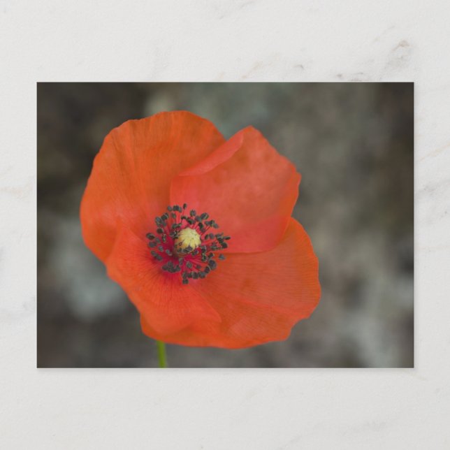 Red Poppy Postkarte (Vorderseite)