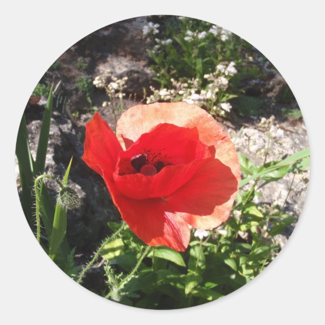 Red Poppy Runder Aufkleber (Vorderseite)