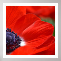 Red Poppy Spring Floral