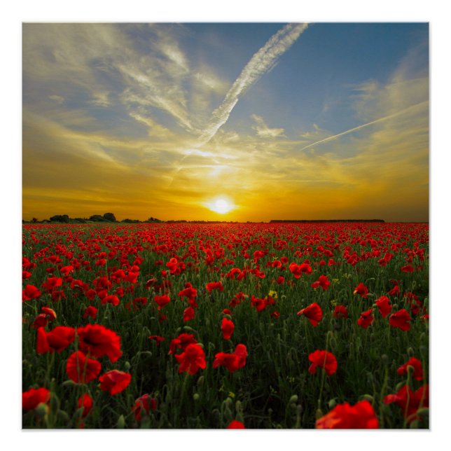 Red Poppy Sunset Poster (Vorderseite)