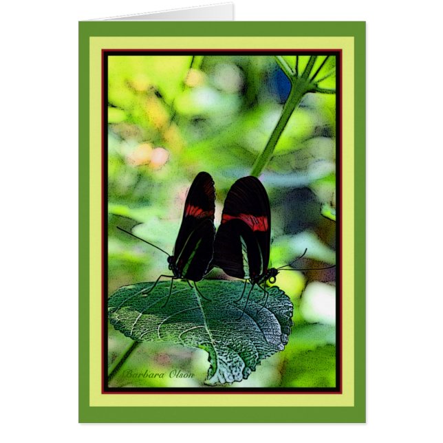 Red Postman : papillon (Devant)