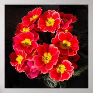 Red Primula im Frühjahr Poster
