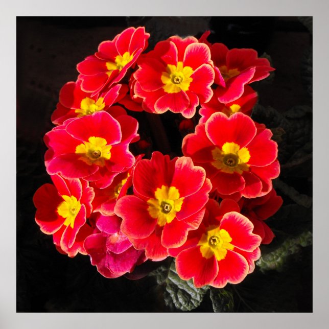 Red Primula im Frühjahr Poster (Vorne)
