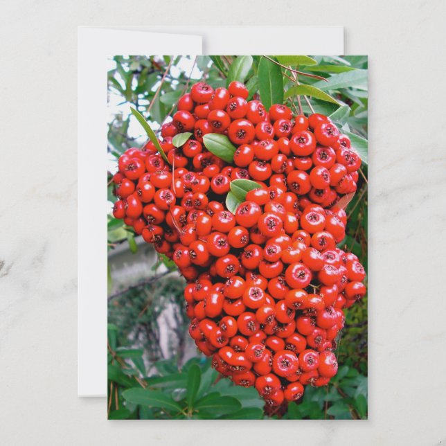 Red Pyracantha Berries Dankeskarte (Vorderseite)