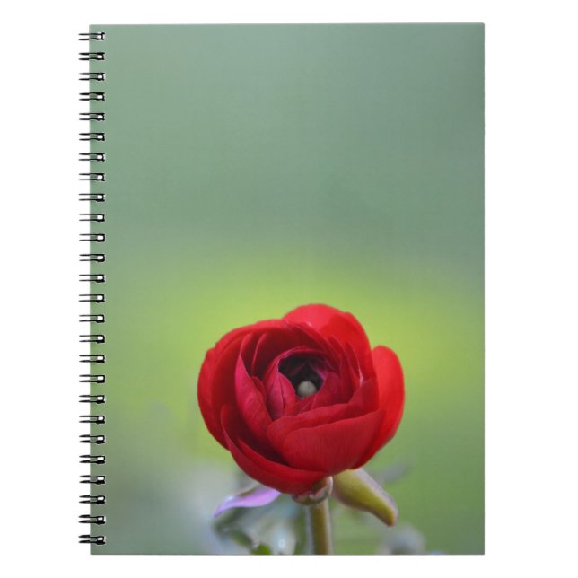 Red Ranunculus Blossom Notizblock (Vorderseite)