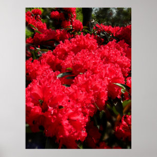 Red Rhododendrons 1 Poster