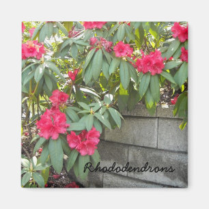 Red Rhododendrons Magnet