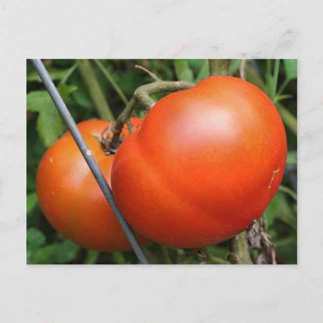 Red Ripe Garden Tomates Nature Photo Carte postale (Devant)