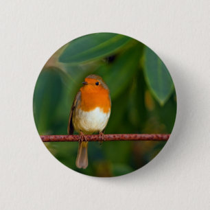 Red ROBIN Button