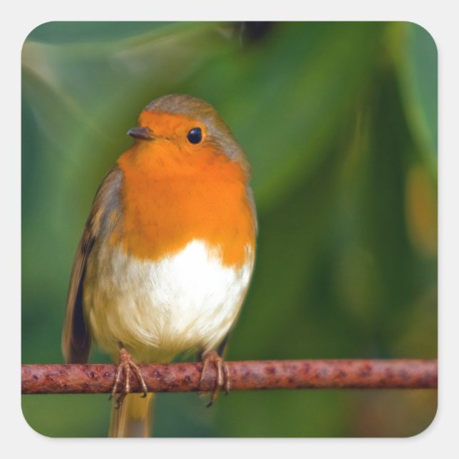 Red ROBIN Quadratischer Aufkleber (Vorderseite)
