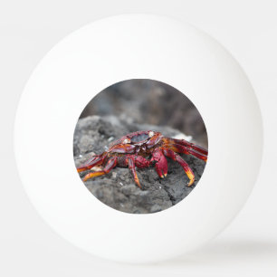 Red rock crab tischtennisball